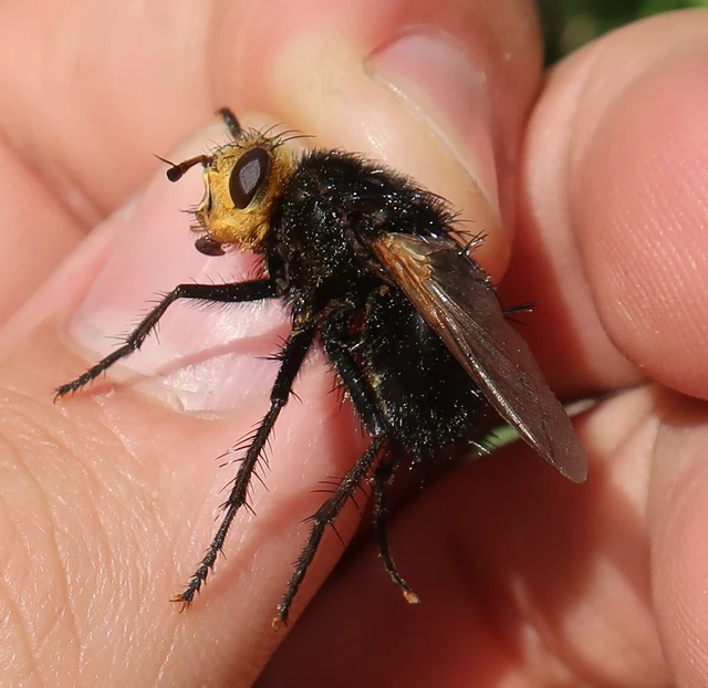 Tachina grossa - óriás fürkészlégy