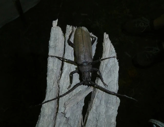 Aegosoma scabricorne - diófacincér