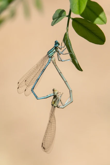 Platycnemis pennipes - széleslábú szitakötő Platycnemis pennipes - széleslábú szitakötő