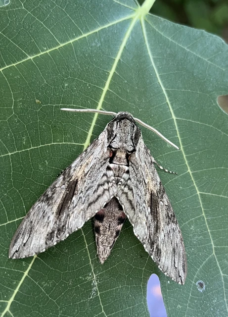 Agrius convolvuli - szulákszender