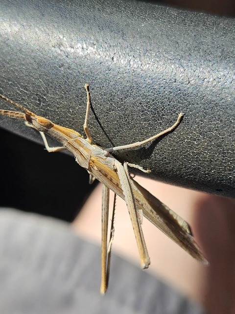 Acrida ungarica - sisakos sáska Acrida ungarica - sisakos sáska