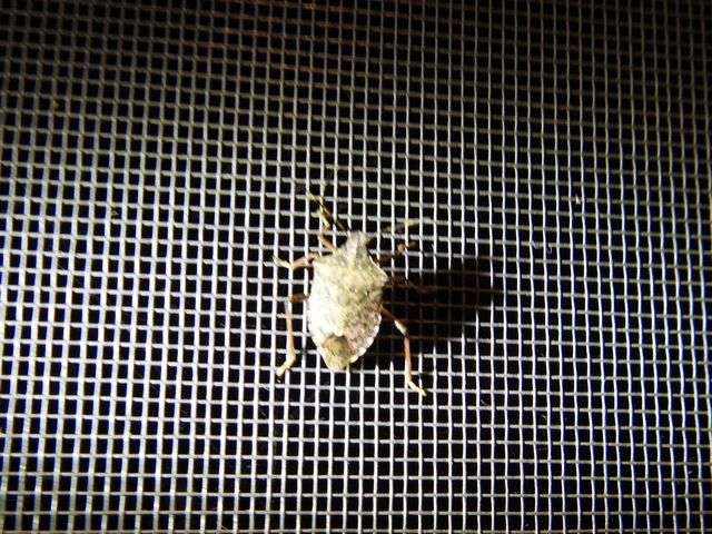 Halyomorpha halys - ázsiai márványospoloska