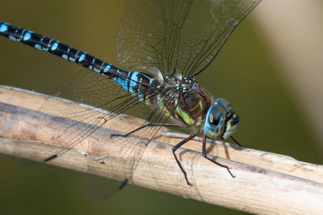 Aeshna mixta - kései karcsúacsa Aeshna mixta - kései karcsúacsa