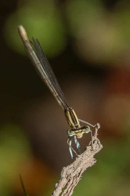 Platycnemis pennipes - széleslábú szitakötő Platycnemis pennipes - széleslábú szitakötő