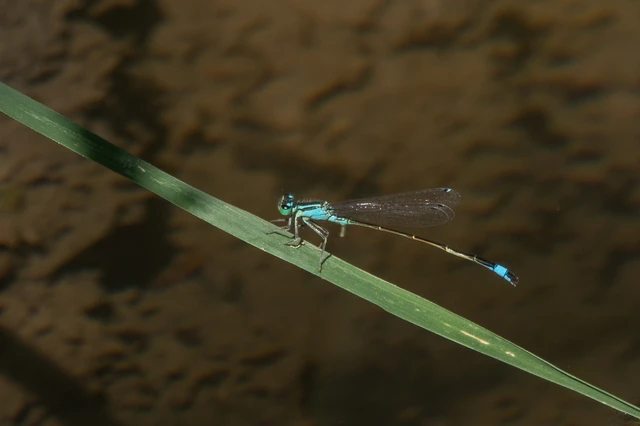 Ischnura elegans pontica - kéköves légivadász Ischnura elegans pontica - kéköves légivadász