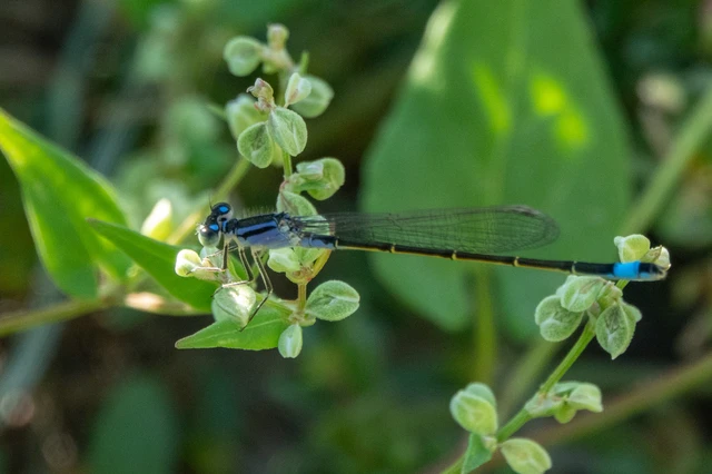 Ischnura elegans pontica - kéköves légivadász Ischnura elegans pontica - kéköves légivadász