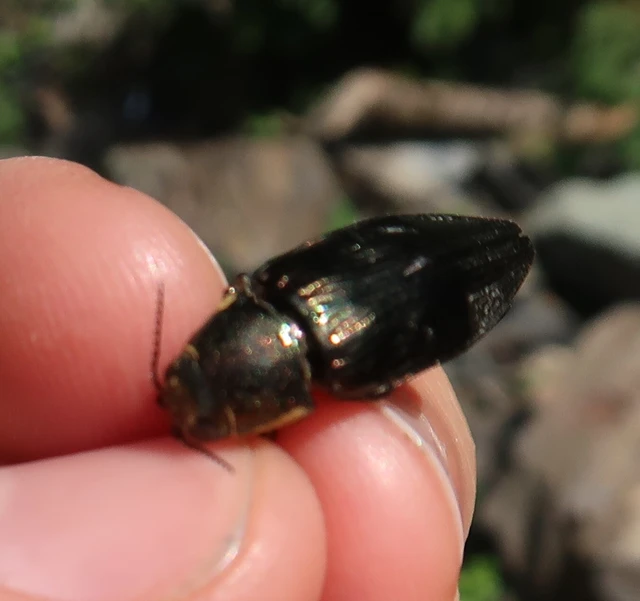 Buprestis Buprestis