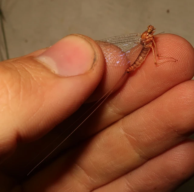 Heptageniidae Heptageniidae