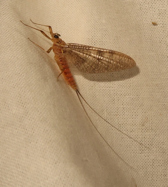 Heptageniidae Heptageniidae