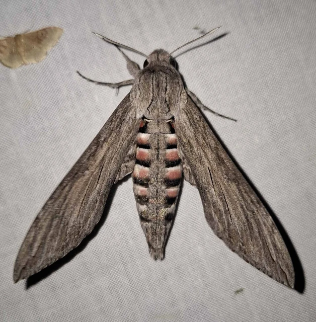 Agrius convolvuli - szulákszender