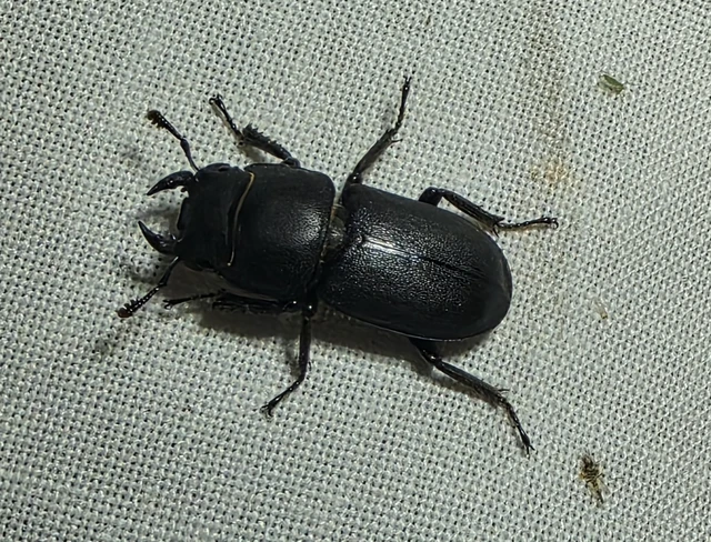 Dorcus parallelipipedus - kis szarvasbogár