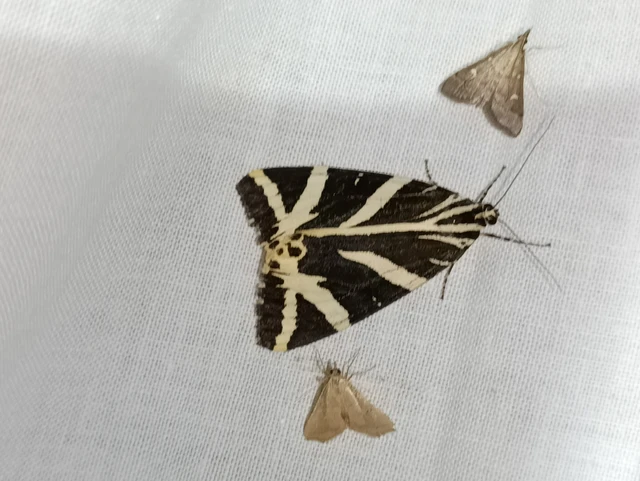 Euplagia quadripunctaria - csíkos medvelepke Euplagia quadripunctaria - csíkos medvelepke