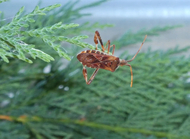 Leptoglossus occidentalis - nyugati levéllábú poloska