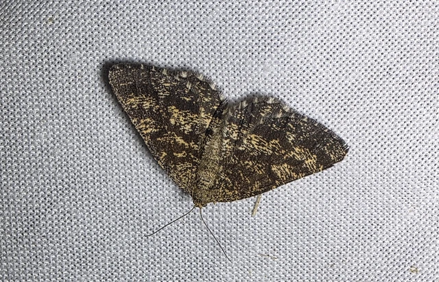 Ematurga atomaria - barna rétiaraszoló