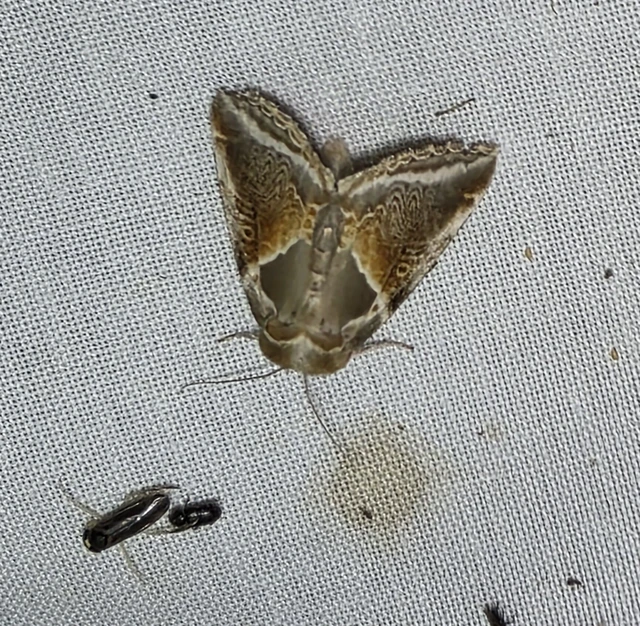 Macrolepidoptera - Nagylepkék