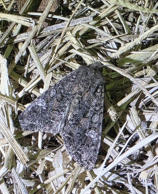 Macrolepidoptera - Nagylepkék