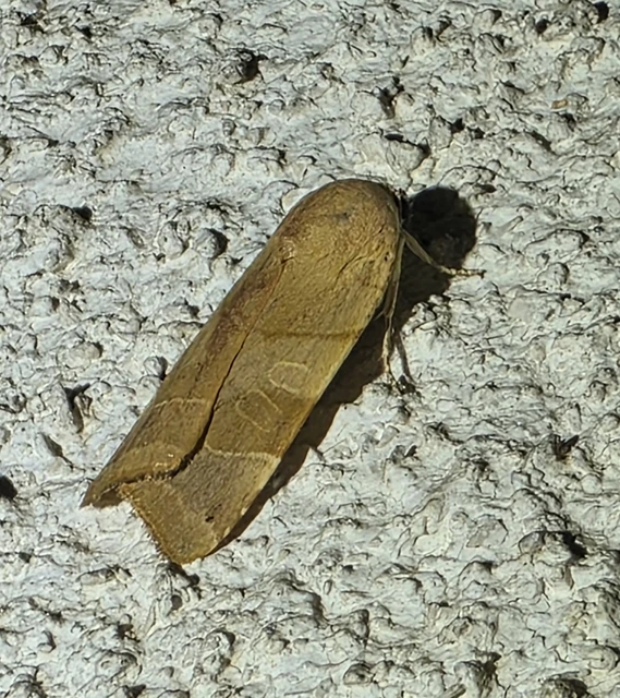 Macrolepidoptera - Nagylepkék