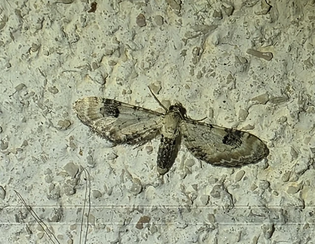 Macrolepidoptera - Nagylepkék