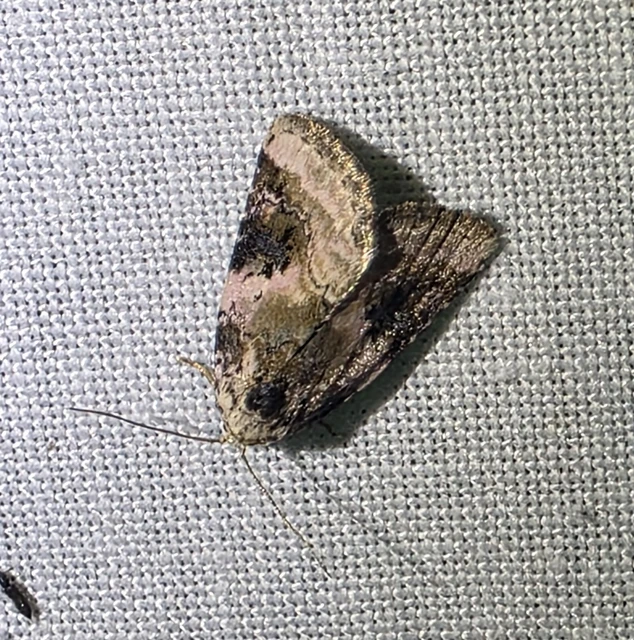 Macrolepidoptera - Nagylepkék
