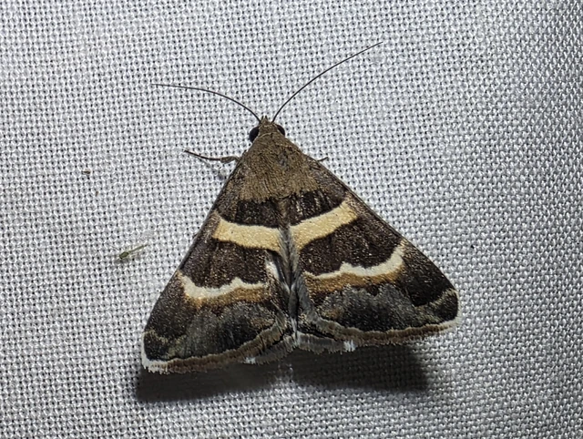 Macrolepidoptera - Nagylepkék