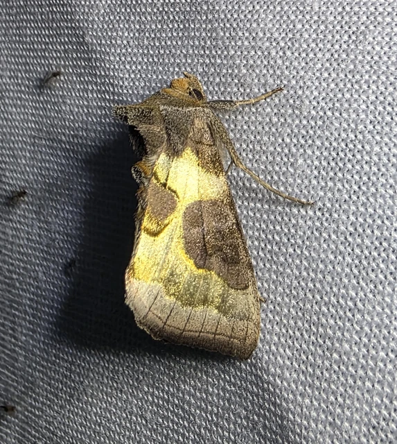Macrolepidoptera - Nagylepkék