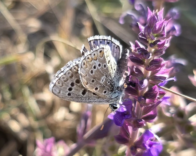 Polyommatus bellargus - égszínű boglárka