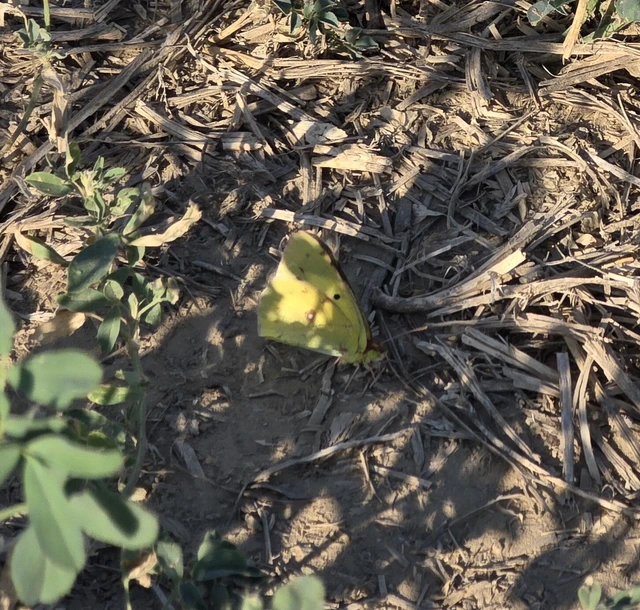 Colias erate - csángó-kéneslepke