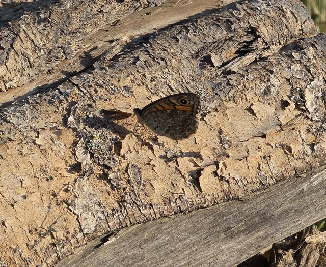 Macrolepidoptera - Nagylepkék