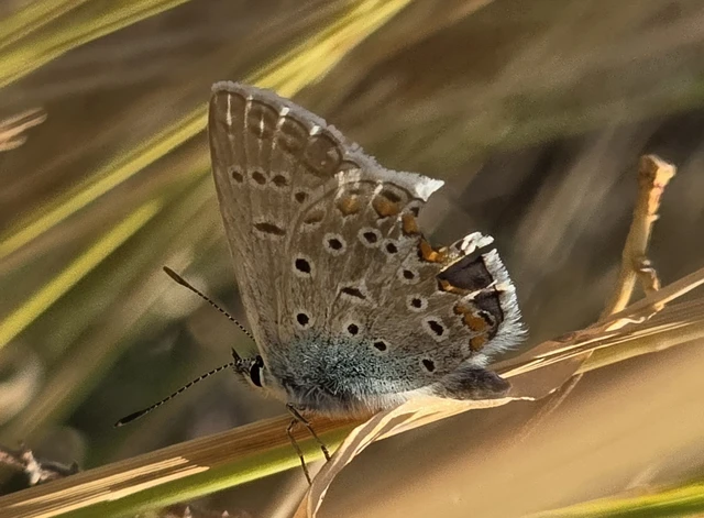 Polyommatus icarus - közönséges boglárka