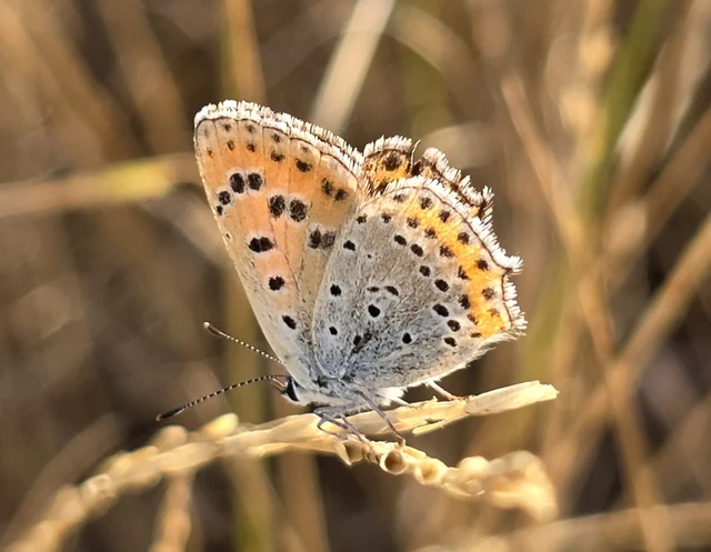 Lycaena thersamon - kis tűzlepke
