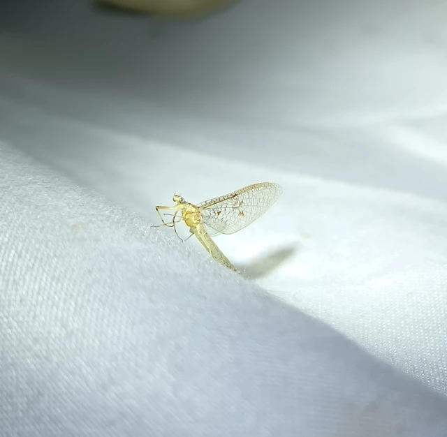 Ephemera glaucops