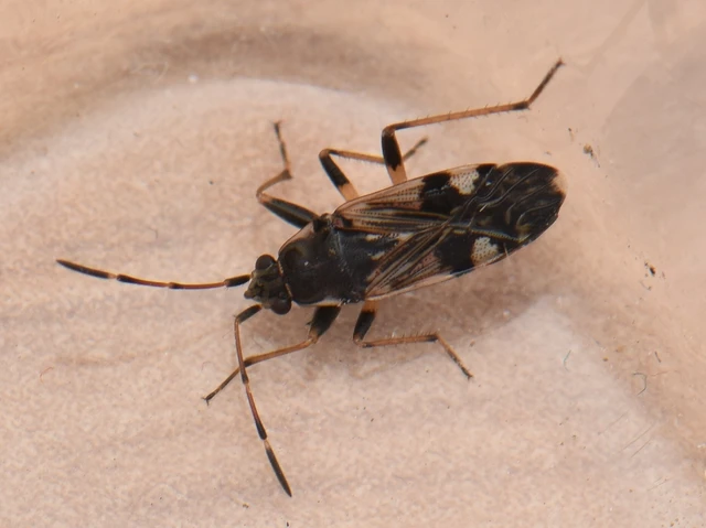 Beosus maritimus - homoki bodobács