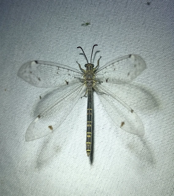 Distoleon tetragrammicus - négyfoltos hangyaleső Distoleon tetragrammicus - négyfoltos hangyaleső
