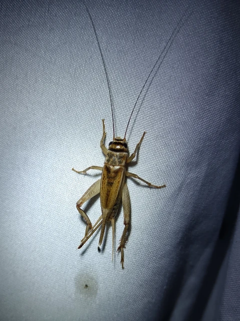 Acheta domesticus - házi tücsök Acheta domesticus - házi tücsök