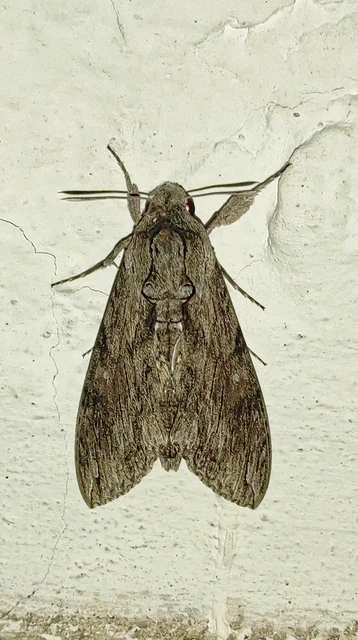 Agrius convolvuli - szulákszender