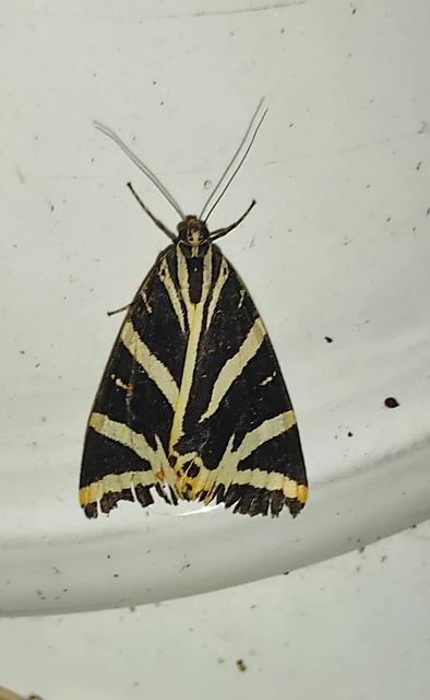 Euplagia quadripunctaria - csíkos medvelepke Euplagia quadripunctaria - csíkos medvelepke