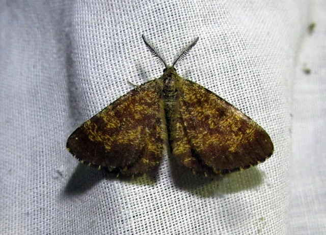 Ematurga atomaria - barna rétiaraszoló