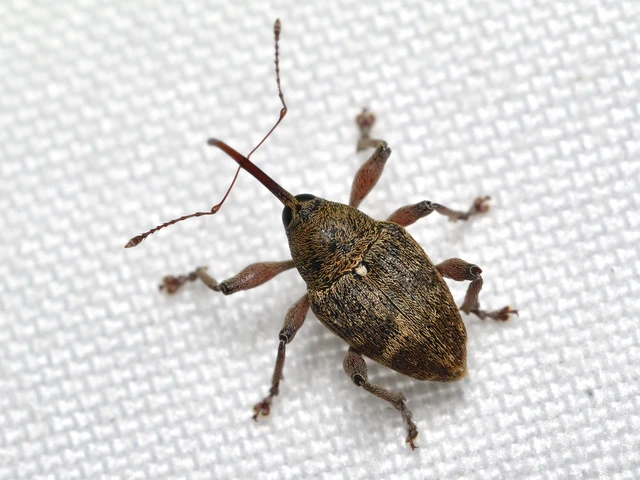 Curculio glandium - tölgymakkzsuzsóka Curculio glandium - tölgymakkzsuzsóka