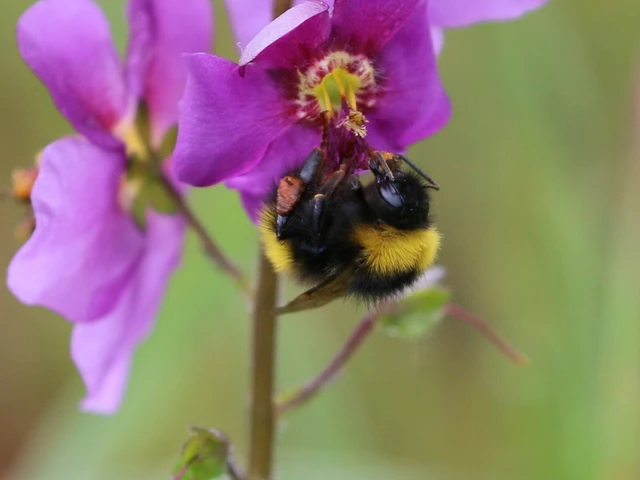 Bombus - poszméhek Bombus - poszméhek