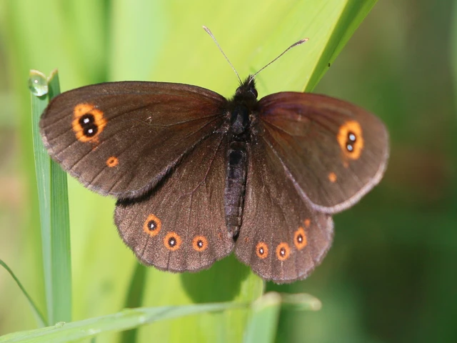 Erebia medusa - tavaszi szerecsenlepke