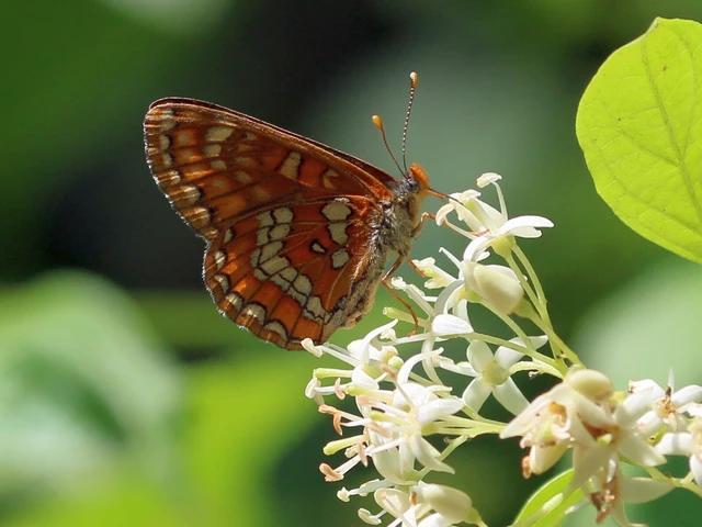 Euphydryas maturna - díszes tarkalepke