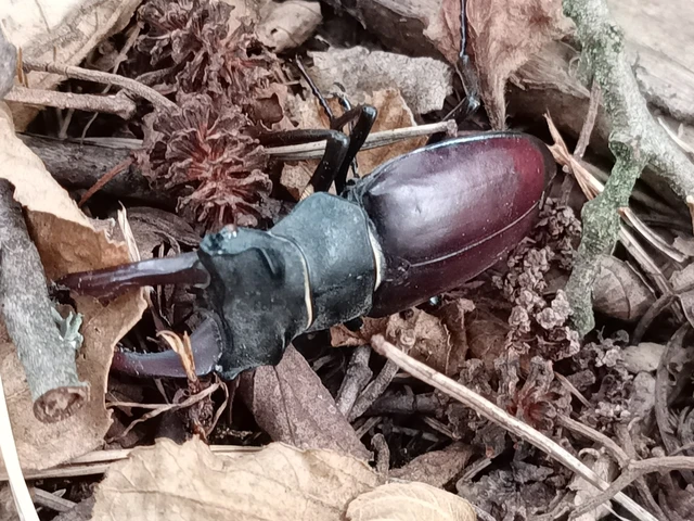 Lucanus cervus - nagy szarvasbogár