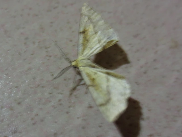 Hypoxystis pluviaria - hegyesszárnyú lápiaraszoló Hypoxystis pluviaria - hegyesszárnyú lápiaraszoló