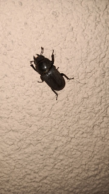 Dorcus parallelipipedus - kis szarvasbogár
