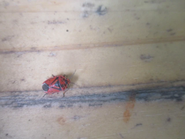 Eurydema ornata - díszespoloska