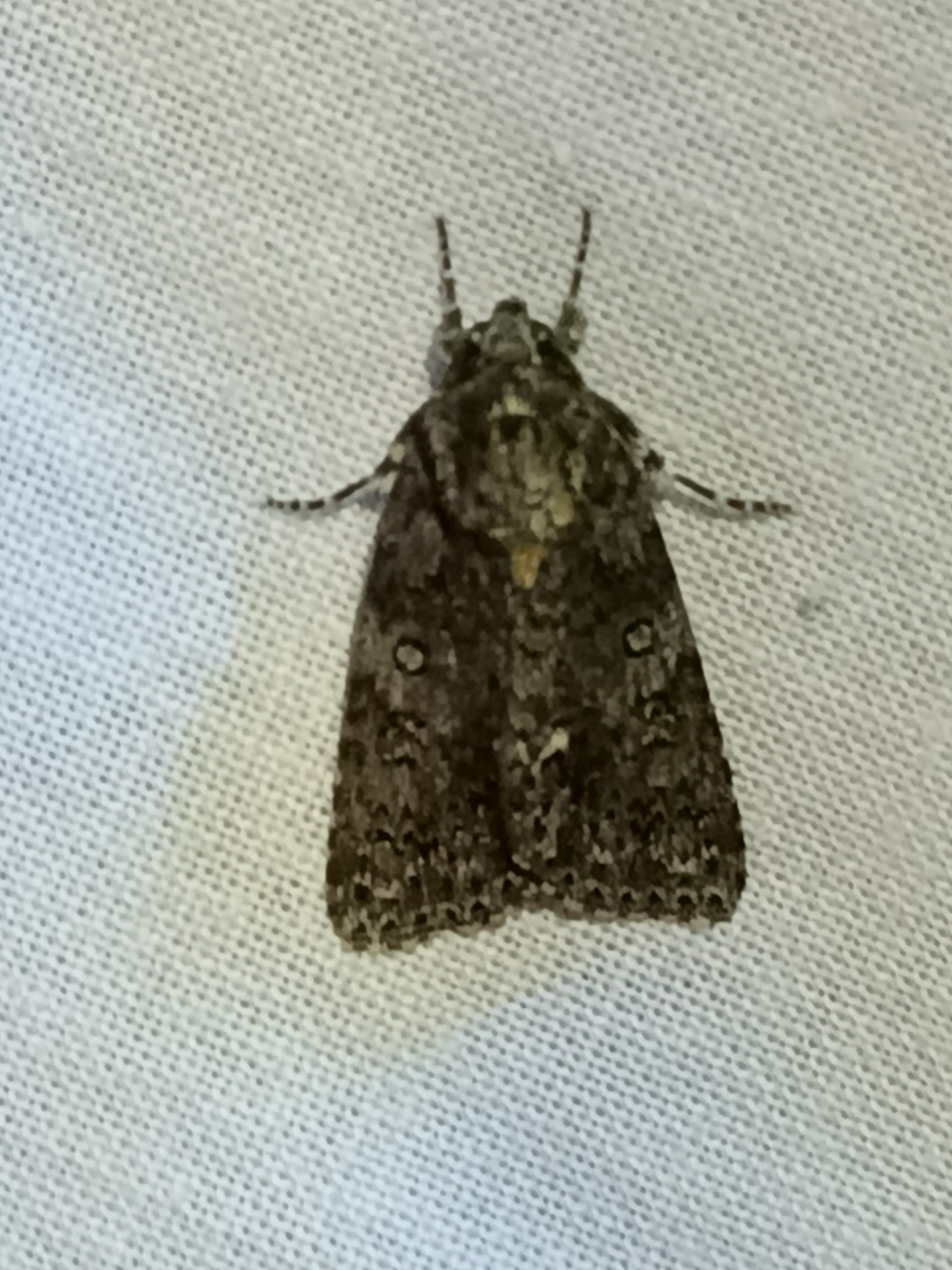 Acronicta rumicis - sóska-szigonyosbagoly Acronicta rumicis - sóska-szigonyosbagoly