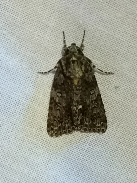 Acronicta rumicis - sóska-szigonyosbagoly Acronicta rumicis - sóska-szigonyosbagoly