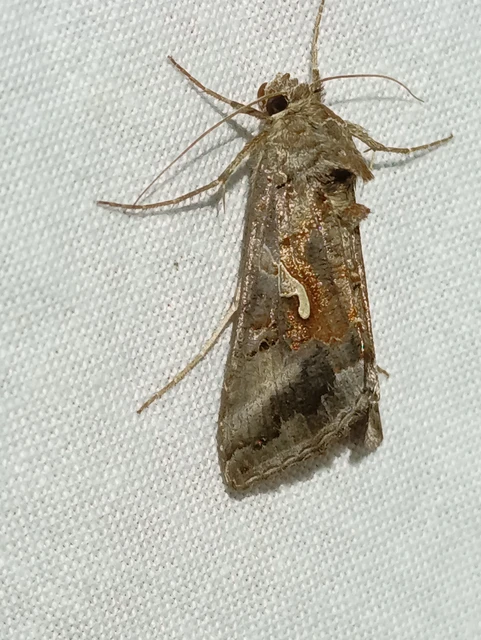 Autographa gamma - gammalepke