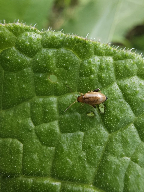 Longitarsus