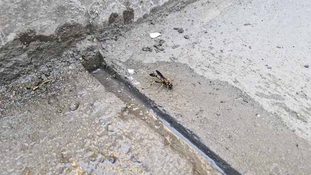 Sceliphron caementarium - feketenyelű lopódarázs Sceliphron caementarium - feketenyelű lopódarázs